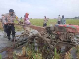Peduli Ketahanan Pangan, Jajaran Polres Indramayu Jebur ke Sawah Untuk Oprasikan Traktor